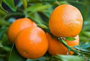 Клементин (гибрид мандарина и апельсина) Citrus clementina Tour 