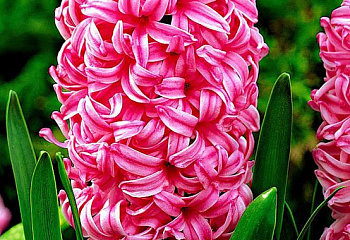 Гиацинт Hyacinthus Pink Pearl 
