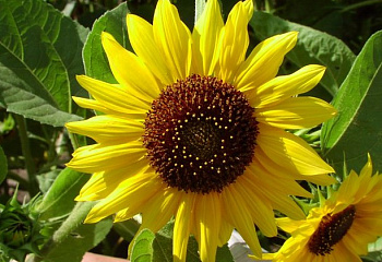Подсолнечник Sunflower Holiday 