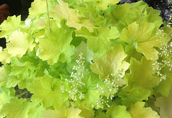 фото: гейхера CITRONELLE гейхера CITRONELLE
