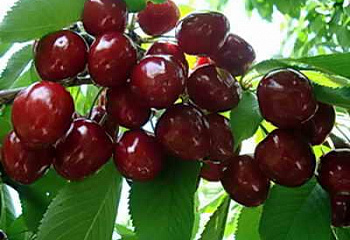 Черешня Апрелька
