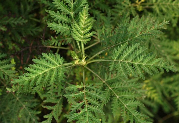 Полынь лечебная Artemisia abrotanum 