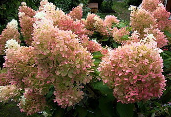 Гортензия метельчатая Hydrangea paniculata Phantom 