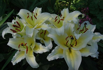 Лилия Lílium Suncatcher 