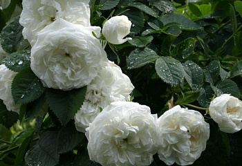 Роза Rósa Madame Plantier 