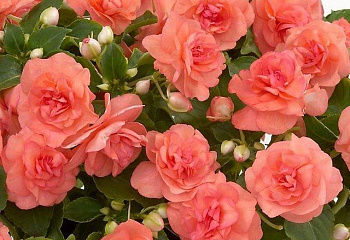 Бальзамин  Impatiens Coral Bells 