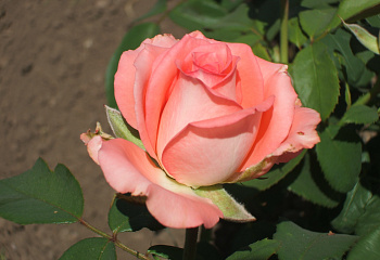 Роза Rósa Dynastie Piccard 