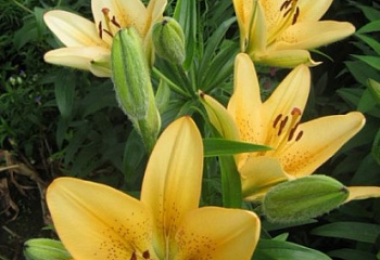 Лилия Lílium Bestseller 