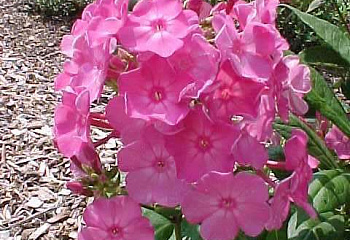 Флокс Phlox Little Princess 