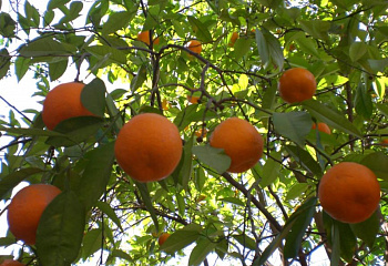 Апельсиновое дерево Orange Tree Мархеульский 