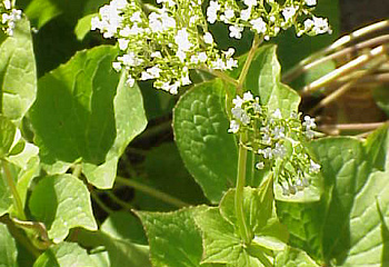 Валериана липолистная Valeriana tiliifolia 