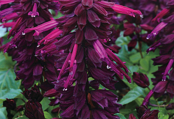 Сальвия Salvia Purple 