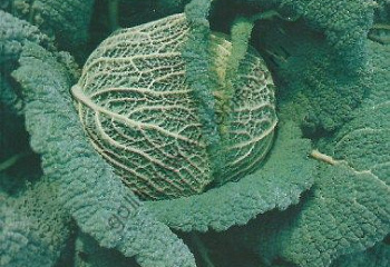 Капуста савойская  Savoy cabbage Winterkoning 