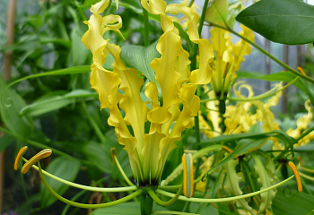 Глориоза Желтоцветковая Gloriosa lutea 