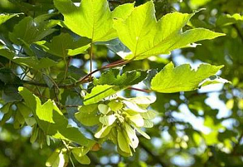 Клён ложноплатановый Acer pseudoplatanus Negenia 