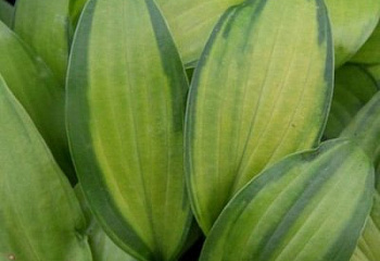 Хоста Hósta Paradise Triton 