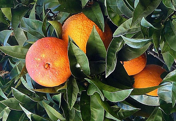 Апельсиновое дерево Orange Tree Sanguineum Pernambuco 
