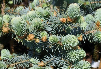 Ель колючая Picea pungens Blue Trinket 