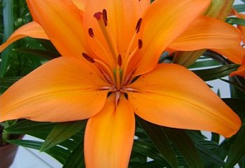 Лилия Lílium Tiny Skyline 