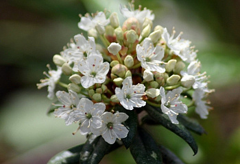 Багульник крупнолистный Ledum macrophyllum 