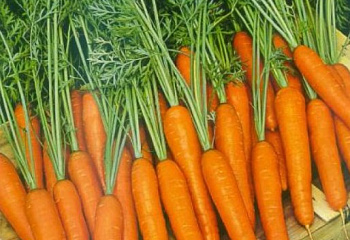 Морковь Carrot Samantha 