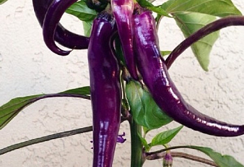 Перец острый Hot pepper Cayenne Purple 