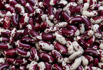 Фасоль Phaséolus Jacobs Cattle Bush 