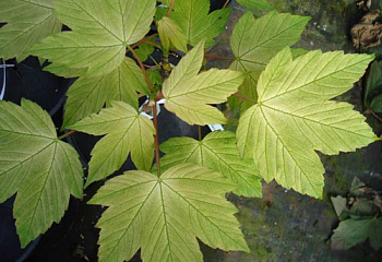 Клён ложноплатановый Acer pseudoplatanus Prinz Handjery 