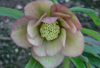 Морозник Helléborus Belinda 