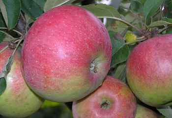 Яблоня Mālus Белорусское сладкое