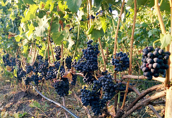 Виноград винный Vitis vinifera Cabernet Cortis