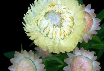 Гелихризум (Бессмертник) или Цмин Helichrýsum arenárium Silver Rose 
