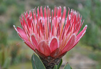 Протея или Сахарный кустарник Protea Ivy 
