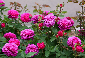 Роза Rósa Heidi Klum Rose 