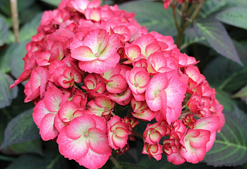 Гортензия крупнолистная Hydrangea macrophylla Ripple 