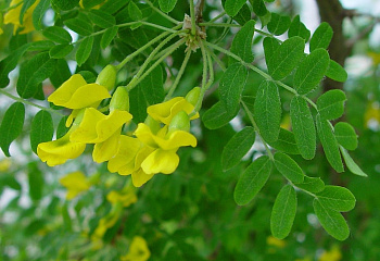 Карагана древовидная или акация желтая Caragána arboréscens Obtusifolia 