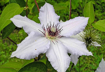 Клематис Clématis Snow Queen 