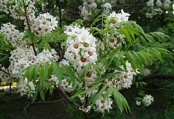 Ксантоцерас или Чекалкин Орех Xanthoceras sorbifolium 