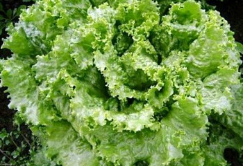 Салат Lettuce Avrora 