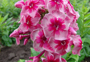 Флокс Phlox Stars and Stripes 