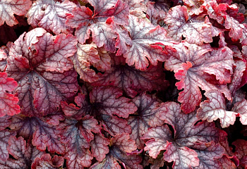 Гейхера  Heuchera Ginger Snap 