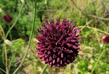 Декоративный лук или Аллиум черно-фиолетовый Allium atroviolaceum 