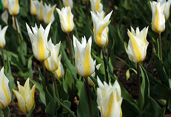 Тюльпан Túlipa Florijn Chic 