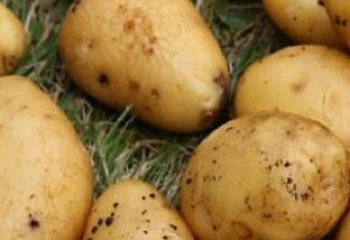 Картофель Potato Ukama 