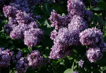 фото: сирень обыкновенная Violetta сирень обыкновенная Violetta