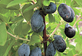 Жимолость съедобная Lonicera edulis Черничка