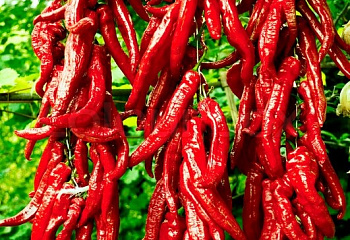 Перец острый Hot pepper Navaho 