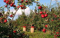 Посадка саженцев яблони в 2019 году