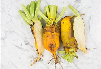 Свекла Beet Giant Yellow Eckendorf 