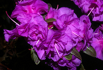 Рододендрон April Rose 